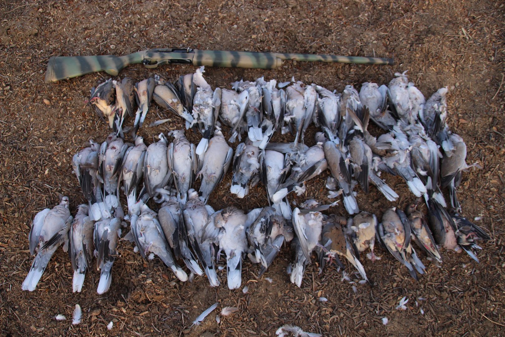 Eurasian Collared Dove decoy hunt. PredatorMasters Forums